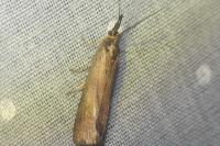 Hypochalcia ahenella