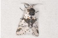 Furcula bicuspis