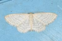 Idaea subsericeata