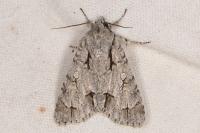 Acronicta psi/tridens
