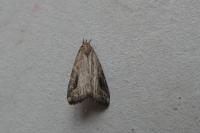 Schrankia costaestrigalis