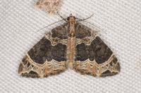 Ecliptopera silaceata