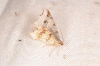 Macaria alternata