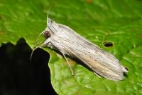 Cucullia umbratica