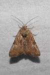 Mesoligia furuncula