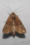 Mesoligia furuncula