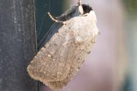 Caradrina flavirena