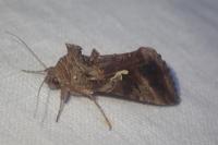 Autographa gamma