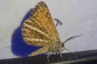 Isturgia limbaria