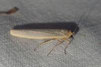 Manulea complana