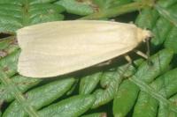 Collita griseola