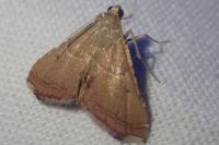 Endotricha flammealis