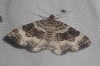 Epirrhoe rivata