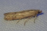 Homoeosoma sinuella