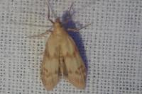 Homoeosoma sinuella