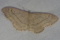 Idaea aversata