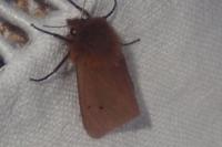 Phragmatobia fuliginosa
