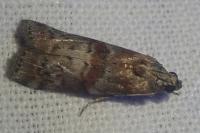Phycita roborella