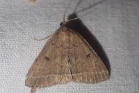 Zanclognatha zelleralis