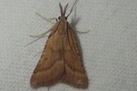 Synaphe punctalis