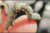 Phigalia pilosaria