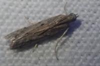 Phycitodes