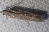 Phycitodes