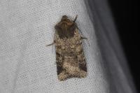 Spudaea ruticilla