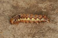 Dryobota labecula