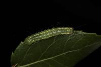 Craniophora ligustri