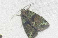 Cryphia algae