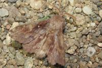 Dendrolimus pini pini