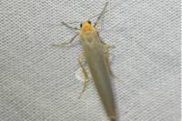 Eilema caniola