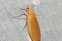 Wittia sororcula