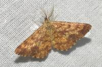 Ematurga atomaria