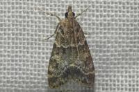 Eudonia mercurella