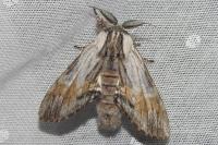 Harpyia milhauseri