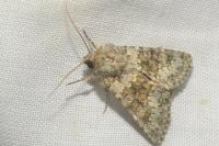 Hecatera dysodea