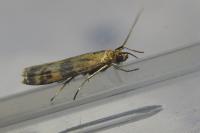Homoeosoma sinuella
