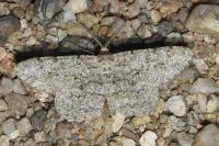 Hypomecis punctinalis