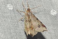 Macaria alternata