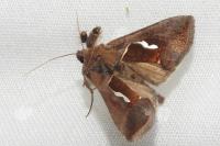 Macdunnoughia confusa
