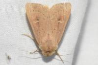 Mythimna ferrago
