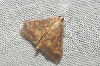 Ostrinia nubilalis