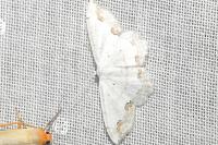 Scopula ornata