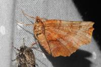Selenia dentaria
