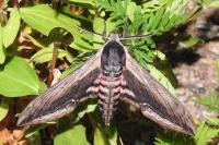 Sphinx ligustri
