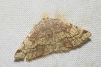 Stegania trimaculata