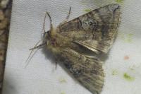 Tethea ocularis
