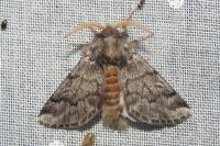 Thaumetopoea pityocampa